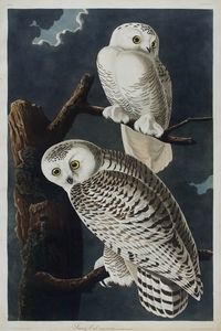 Audubon Snowy Owl.JPG
